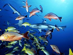 Animals - Ocean Reef Fish Wallpapers - 0.4 Wallpaper 1024x768